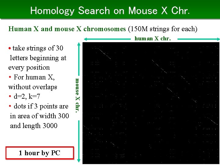 Homology Search on Mouse X Chr. Human X and mouse X chromosomes (150 M