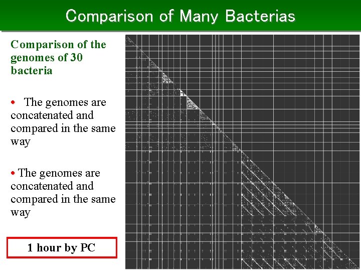 Comparison of Many Bacterias Comparison of the genomes of 30 bacteria • The genomes