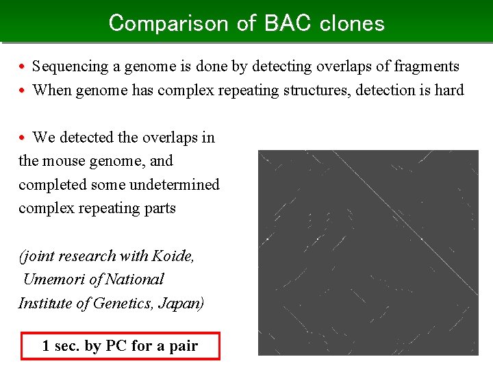 Comparison of BAC clones • Sequencing a genome is done by detecting overlaps of