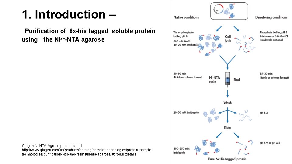 1. Introduction – Purification of 6 x-his tagged soluble protein using the Ni 2+-NTA
