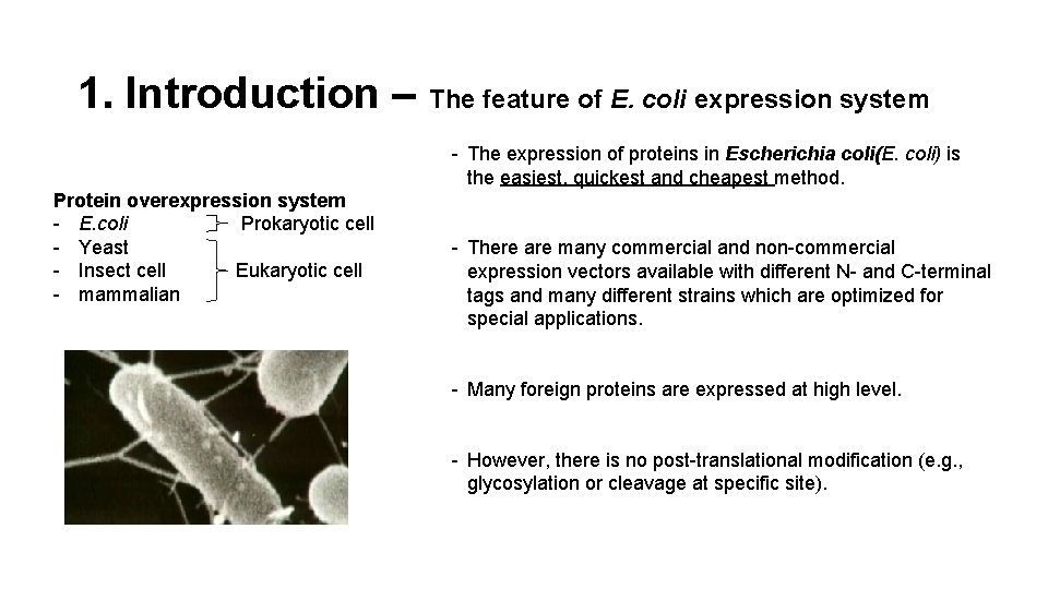 1. Introduction – The feature of E. coli expression system - The expression of