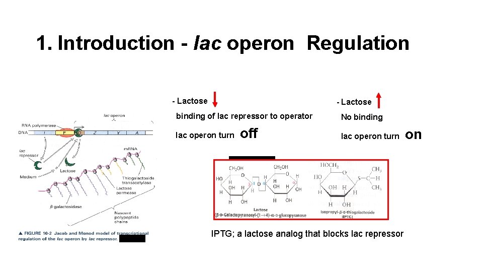 1. Introduction - lac operon Regulation - Lactose binding of lac repressor to operator