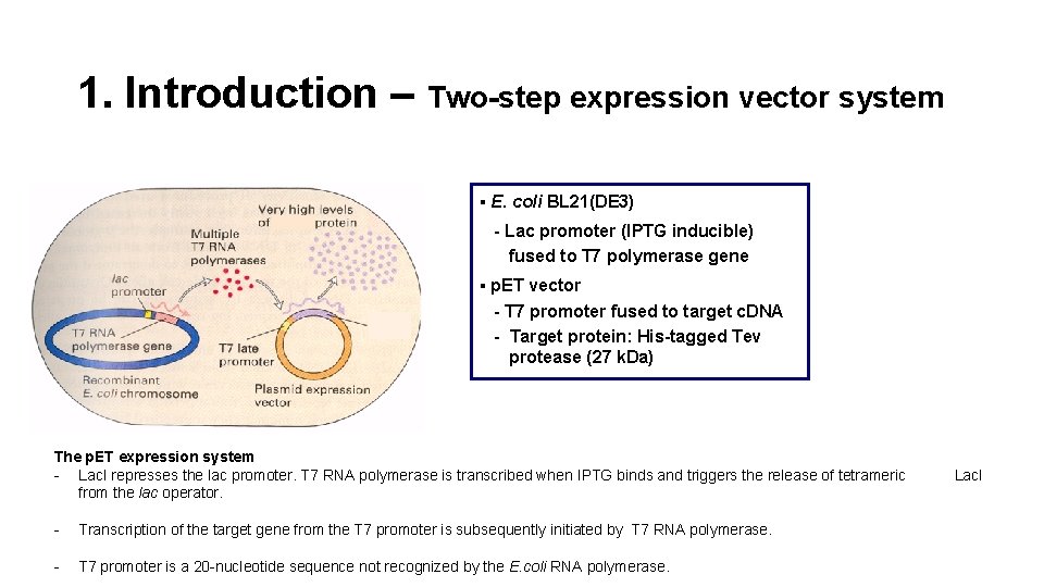 1. Introduction – Two-step expression vector system ▪ E. coli BL 21(DE 3) -