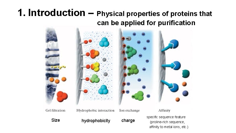1. Introduction – Physical properties of proteins that can be applied for purification Size