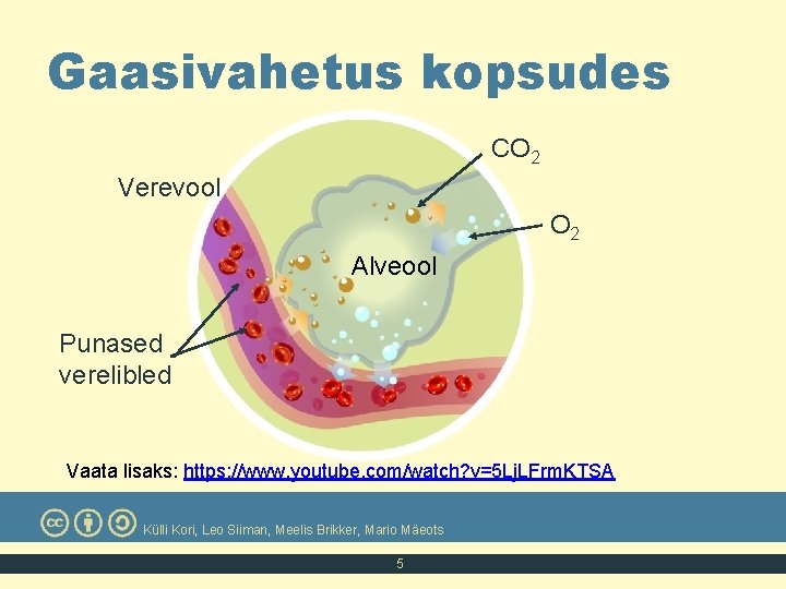 Gaasivahetus kopsudes CO 2 Verevool O 2 Alveool Punased verelibled Vaata lisaks: https: //www.