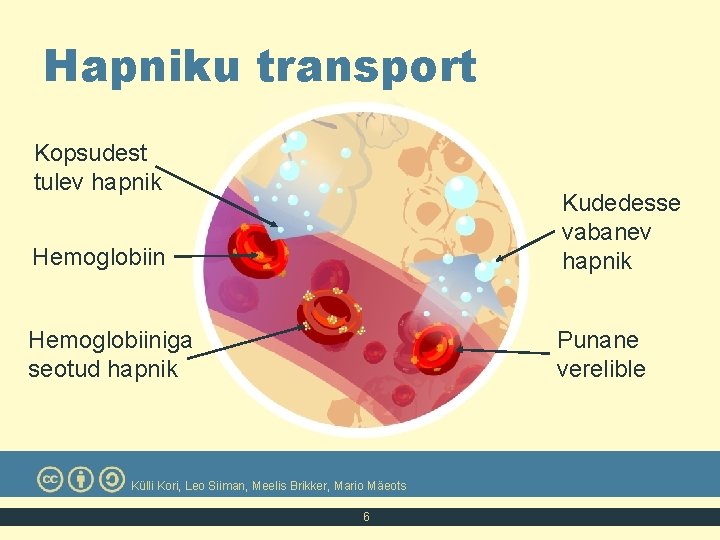 Hapniku transport Kopsudest tulev hapnik Hemoglobiin Kudedesse vabanev hapnik Hemoglobiiniga seotud hapnik Punane verelible