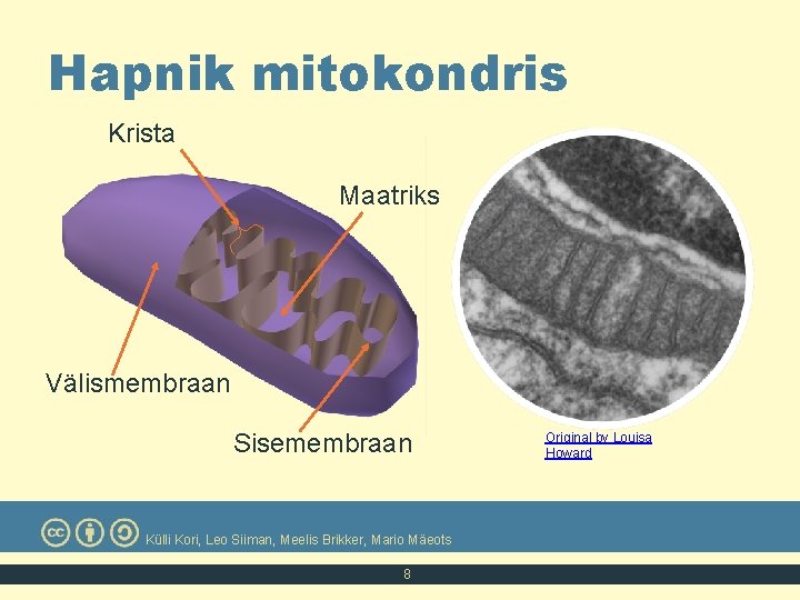 Hapnik mitokondris Krista Maatriks Välismembraan Sisemembraan Külli Kori, Leo Siiman, Meelis Brikker, Mario Mäeots