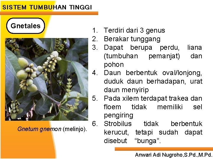 SISTEM TUMBUHAN TINGGI Gnetales 1. Terdiri dari 3 genus 2. Berakar tunggang 3. Dapat