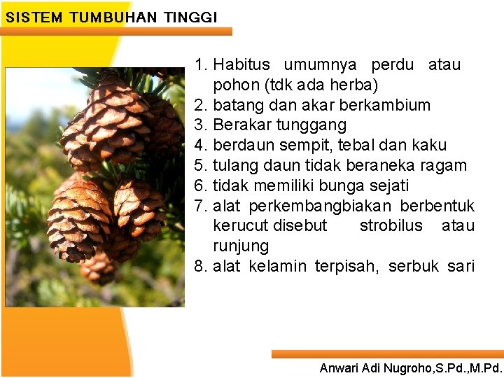 SISTEM TUMBUHAN TINGGI 1. Habitus umumnya perdu atau pohon (tdk ada herba) 2. batang