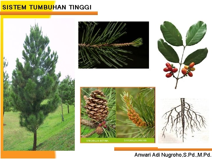 SISTEM TUMBUHAN TINGGI ____ Click__to____ edit Master _____ text styles ______ _____ _____ 24/05/2017