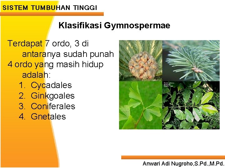 SISTEM TUMBUHAN TINGGI Klasifikasi Gymnospermae Terdapat 7 ordo, 3 di ____ Click__tosudah ____ editpunah