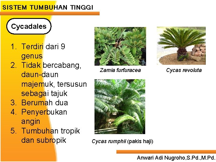 SISTEM TUMBUHAN TINGGI Cycadales ____ Click__to____ edit Master _____ text styles ______ 1. Terdiri