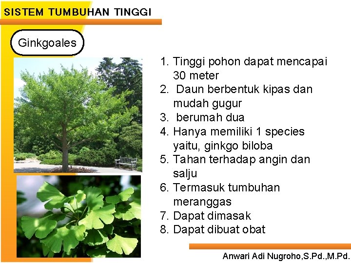 SISTEM TUMBUHAN TINGGI Ginkgoales 1. Tinggi pohon dapat mencapai 30 meter 2. Daun Second