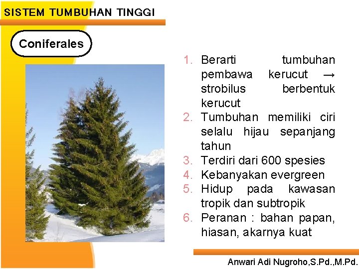 SISTEM TUMBUHAN TINGGI Coniferales 1. Berarti tumbuhan pembawa kerucut → strobilus berbentuk Second level