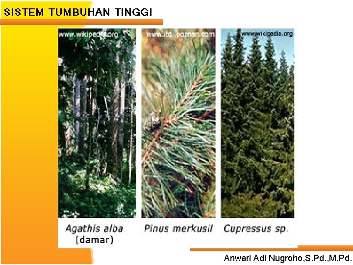 SISTEM TUMBUHAN TINGGI ____ Click__to____ edit Master _____ text styles ______ _____ _____ 24/05/2017