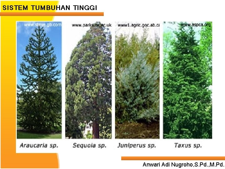 SISTEM TUMBUHAN TINGGI ____ Click__to____ edit Master _____ text styles ______ _____ _____ 24/05/2017