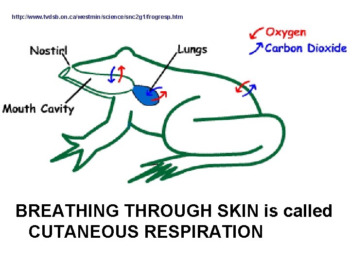 http: //www. tvdsb. on. ca/westmin/science/snc 2 g 1/frogresp. htm BREATHING THROUGH SKIN is called