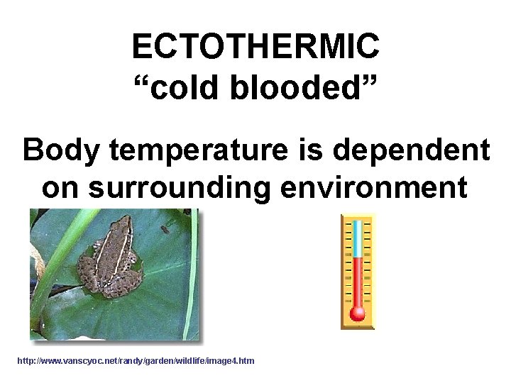 ECTOTHERMIC “cold blooded” Body temperature is dependent on surrounding environment http: //www. vanscyoc. net/randy/garden/wildlife/image