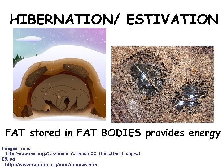 HIBERNATION/ ESTIVATION FAT stored in FAT BODIES provides energy Images from: http: //www. enc.