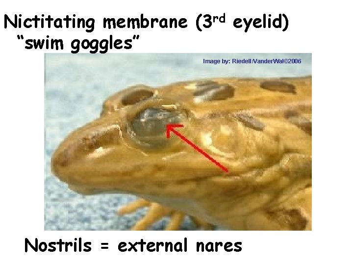 Nictitating membrane (3 rd eyelid) “swim goggles” Image by: Riedell/Vander. Wal© 2006 Nostrils =