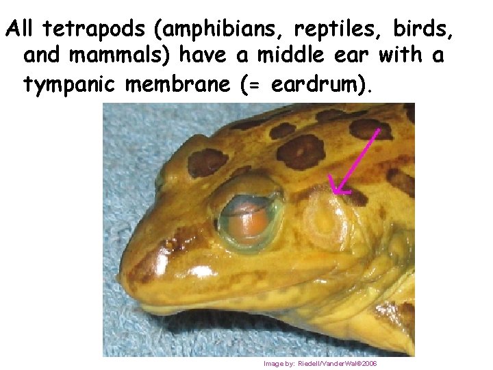 All tetrapods (amphibians, reptiles, birds, and mammals) have a middle ear with a tympanic