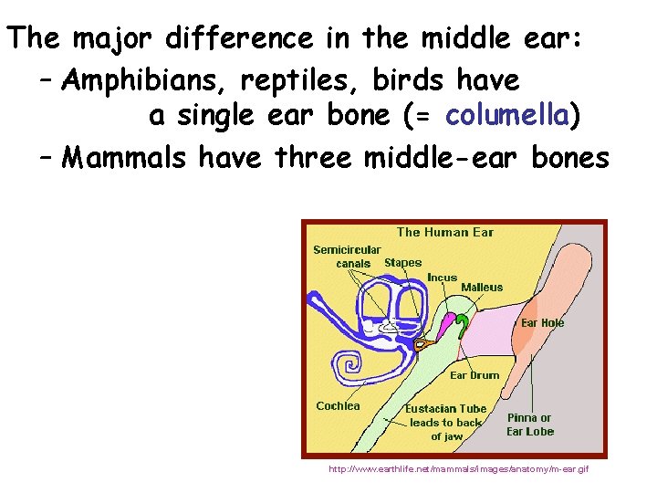 The major difference in the middle ear: – Amphibians, reptiles, birds have a single