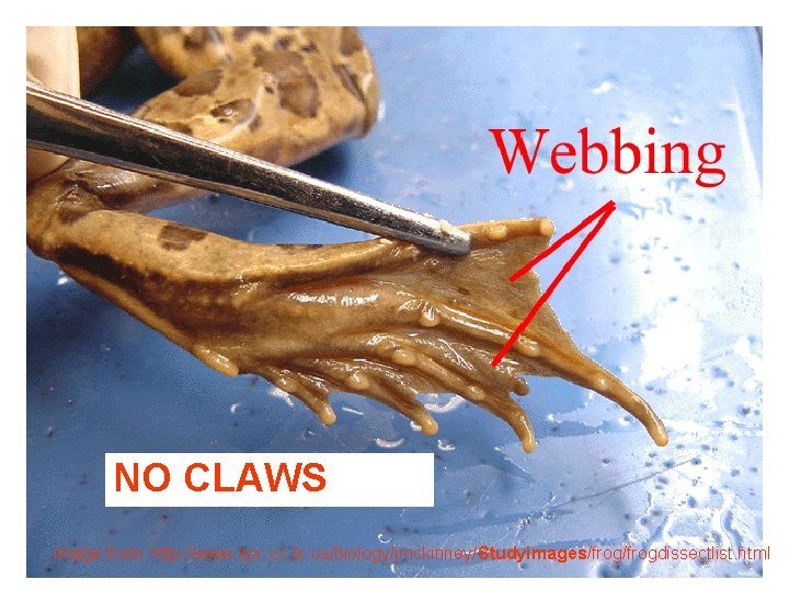 NO CLAWS image from: http: //www. spc. cc. tx. us/biology/jmckinney/Studyimages/frogdissectlist. html 