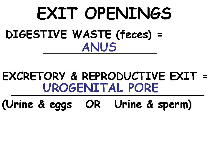EXIT OPENINGS DIGESTIVE WASTE (feces) = ANUS _________ EXCRETORY & REPRODUCTIVE EXIT = UROGENITAL
