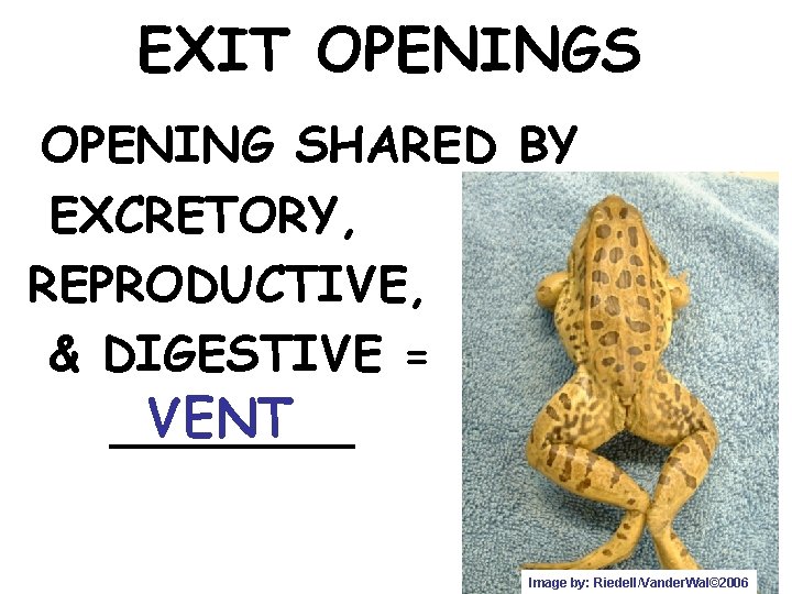 EXIT OPENINGS OPENING SHARED BY EXCRETORY, REPRODUCTIVE, & DIGESTIVE = VENT ____ Image by: