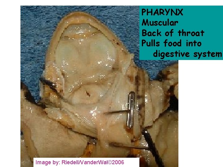 PHARYNX Muscular Back of throat Pulls food into digestive system Image by: Riedell/Vander. Wal©