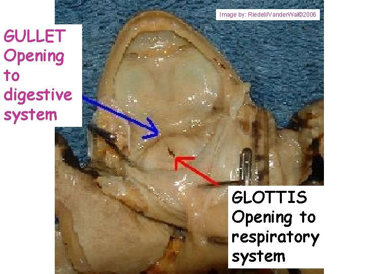 Image by: Riedell/Vander. Wal© 2006 GULLET Opening to digestive system GLOTTIS Opening to respiratory