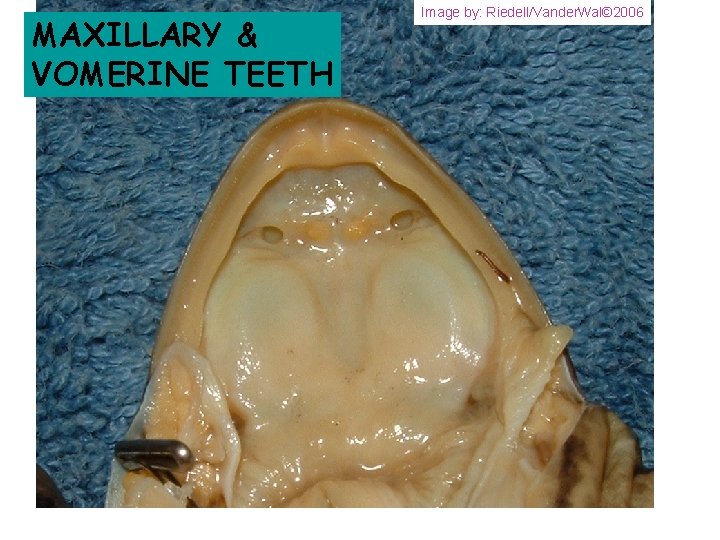 MAXILLARY & VOMERINE TEETH Image by: Riedell/Vander. Wal© 2006 