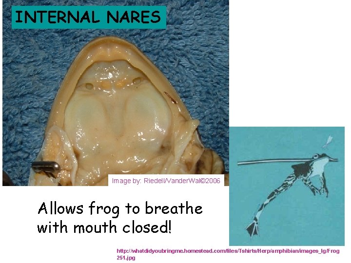 INTERNAL NARES Image by: Riedell/Vander. Wal© 2006 Allows frog to breathe with mouth closed!