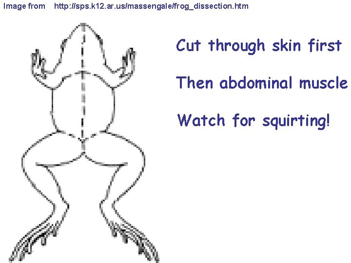 Image from http: //sps. k 12. ar. us/massengale/frog_dissection. htm Cut through skin first Then