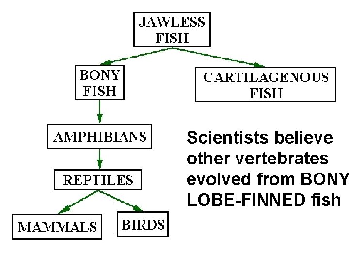 Scientists believe other vertebrates evolved from BONY LOBE-FINNED fish 