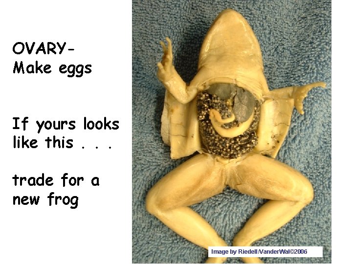 OVARYMake eggs If yours looks like this. . . trade for a new frog
