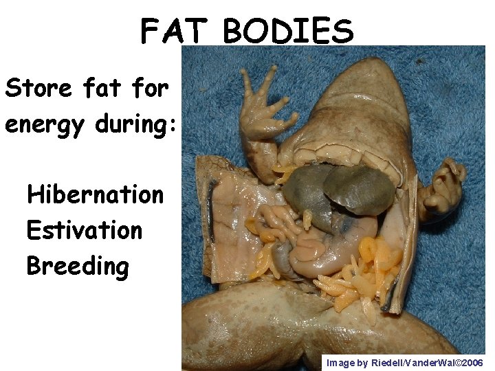 FAT BODIES Store fat for energy during: Hibernation Estivation Breeding Image by Riedell/Vander. Wal©