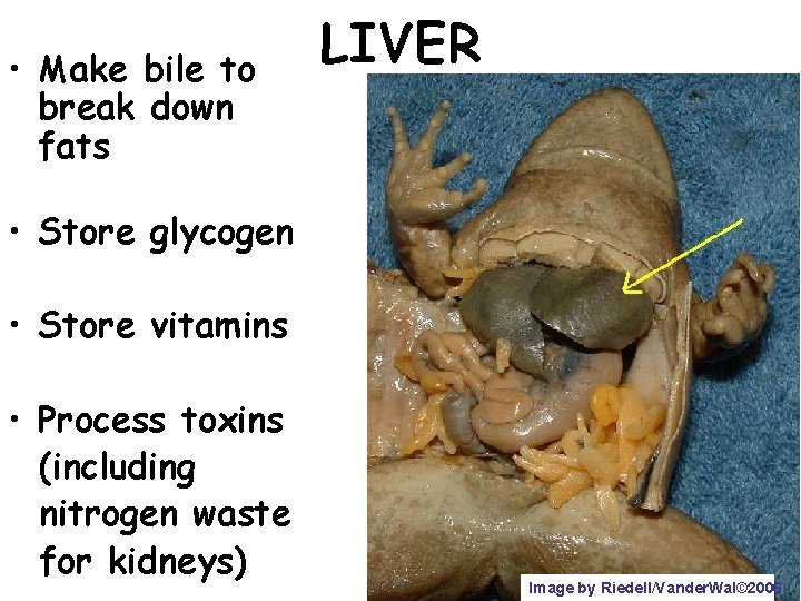  • Make bile to break down fats LIVER • Store glycogen • Store