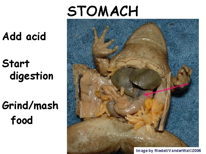 STOMACH Add acid Start digestion Grind/mash food Image by Riedell/Vander. Wal© 2006 