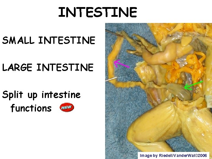 INTESTINE SMALL INTESTINE LARGE INTESTINE Split up intestine functions Image by Riedell/Vander. Wal© 2006