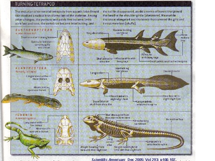 Scientific American; Dec 2005; Vol 293; p 100 -107 