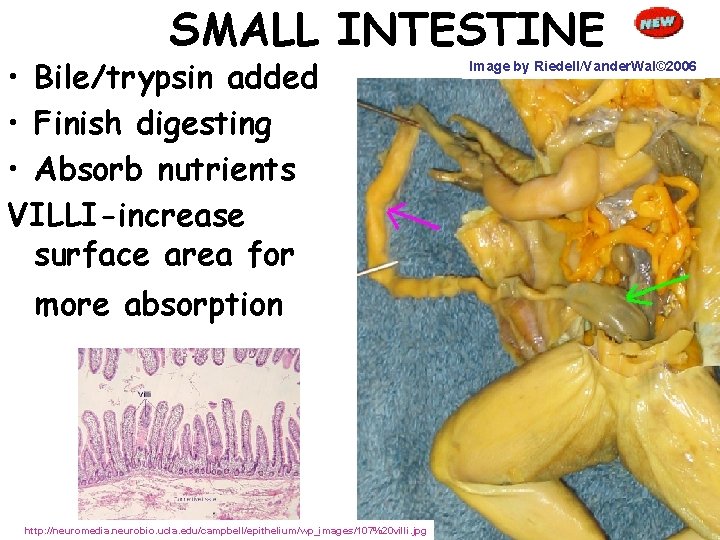 SMALL INTESTINE • Bile/trypsin added • Finish digesting • Absorb nutrients VILLI-increase surface area