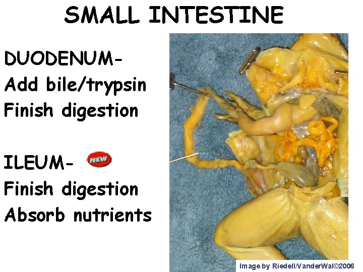 SMALL INTESTINE DUODENUMAdd bile/trypsin Finish digestion ILEUMFinish digestion Absorb nutrients Image by Riedell/Vander. Wal©