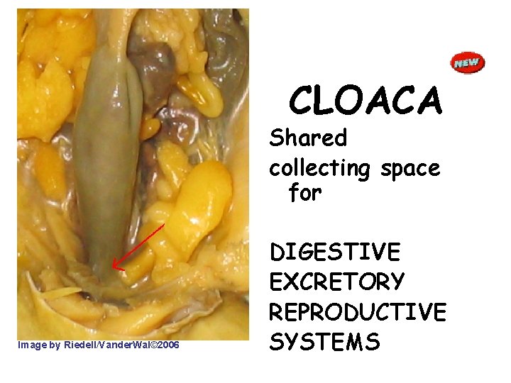 CLOACA Shared collecting space for Image by Riedell/Vander. Wal© 2006 DIGESTIVE EXCRETORY REPRODUCTIVE SYSTEMS