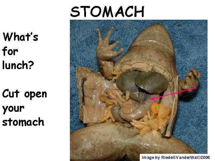 STOMACH What’s for lunch? Cut open your stomach Image by Riedell/Vander. Wal© 2006 