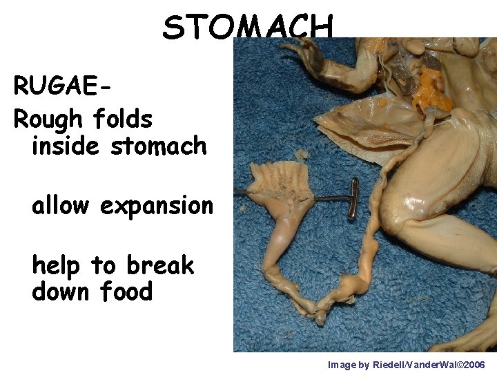 STOMACH RUGAERough folds inside stomach allow expansion help to break down food Image by