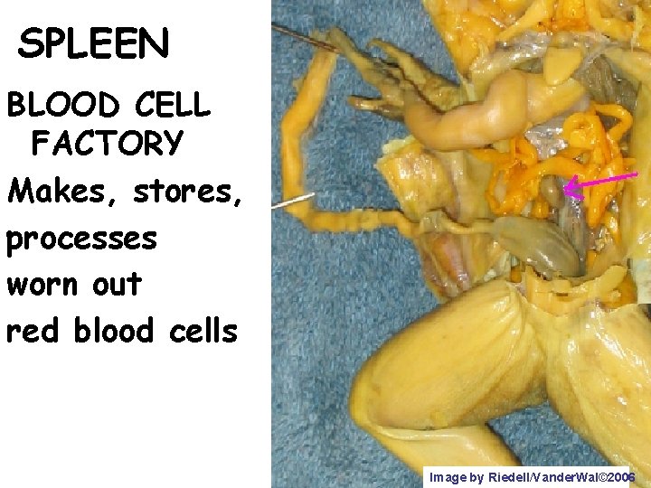 SPLEEN BLOOD CELL FACTORY Makes, stores, processes worn out red blood cells Image by