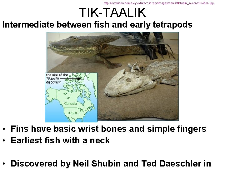 http: //evolution. berkeley. edu/evolibrary/images/news/tiktaalik_reconstruction. jpg TIK-TAALIK Intermediate between fish and early tetrapods • Fins