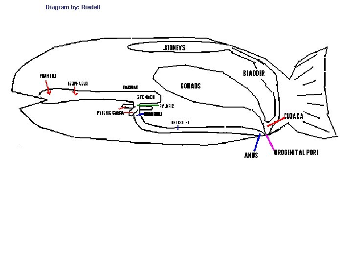 Diagram by: Riedell 