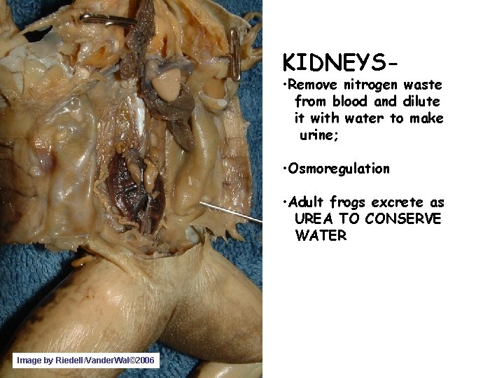 KIDNEYS- • Remove nitrogen waste from blood and dilute it with water to make